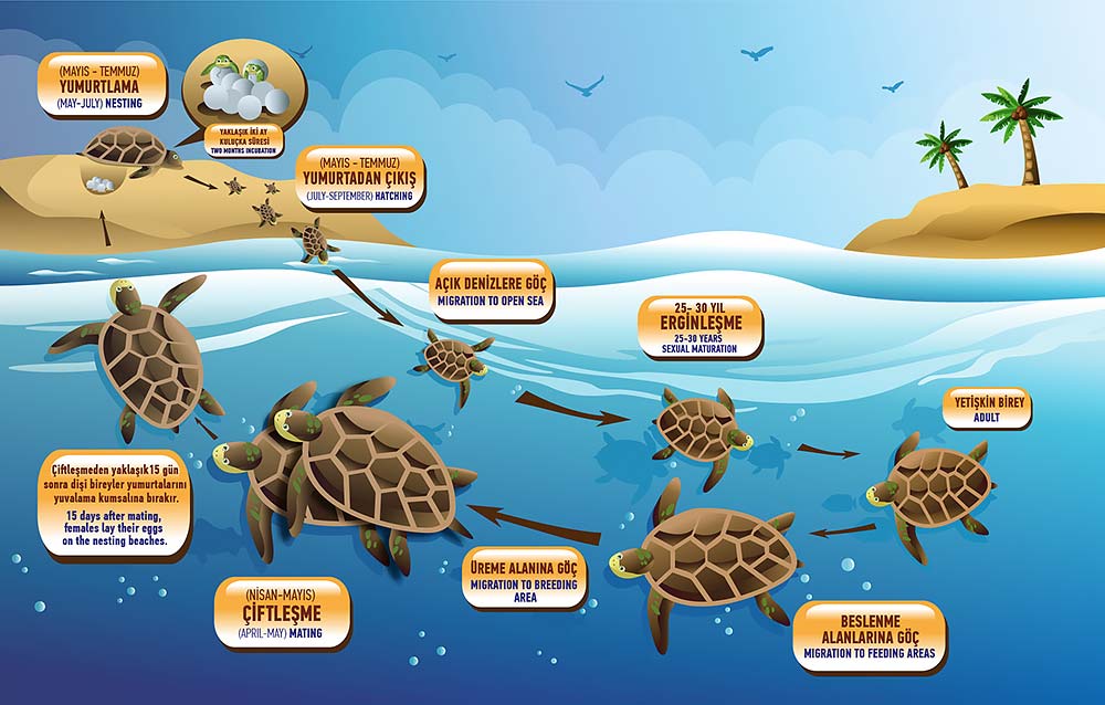 Turtle Life Cycle